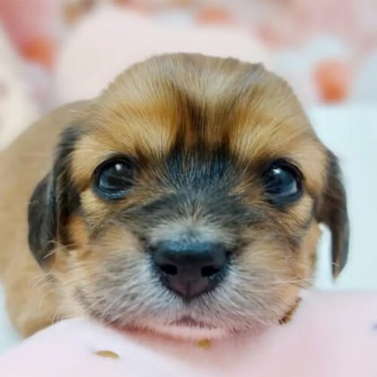 チワックス(チワワ×ダックスフンド)