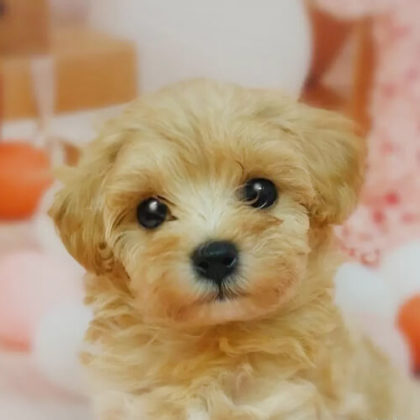 マルプー(マルチーズ×トイプードル)