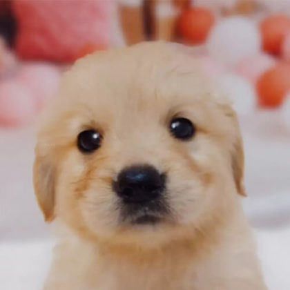 ゴールデンレトリバー