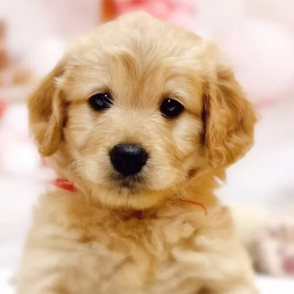 ゴールデンドゥードル(プードル×ゴールデンレトリバー)