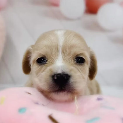 チワックス(チワワ×ダックスフンド)