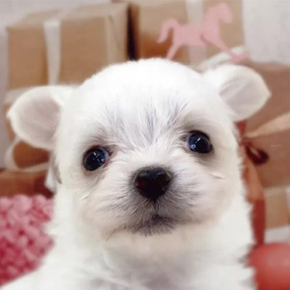 チワマル(チワワ×マルチーズ)