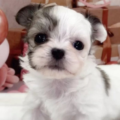 チワマル(チワワ×マルチーズ)