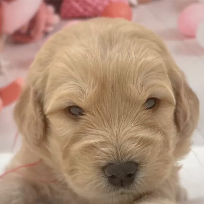 ゴールデンドゥードル(プードル×ゴールデンレトリバー)