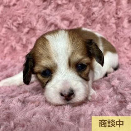 チワックス (チワワ×ダックス)