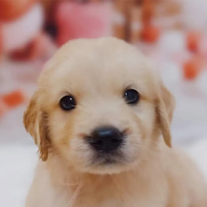 ゴールデンレトリバー