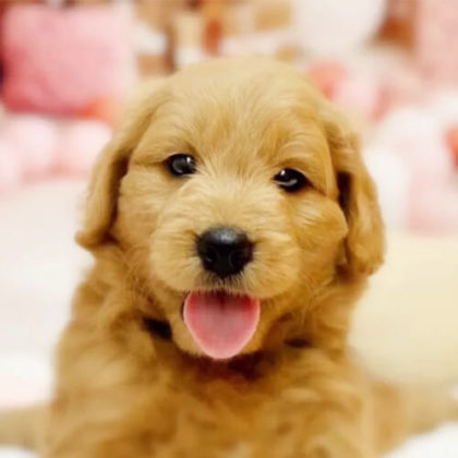 ゴールデンドゥードル(プードル×ゴールデンレトリバー)