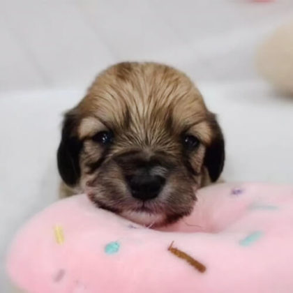 チワックス(チワワ×ダックスフンド)