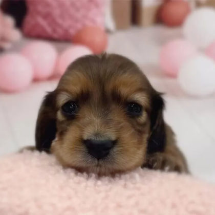 ミニチュアダックスフンド(ロング)