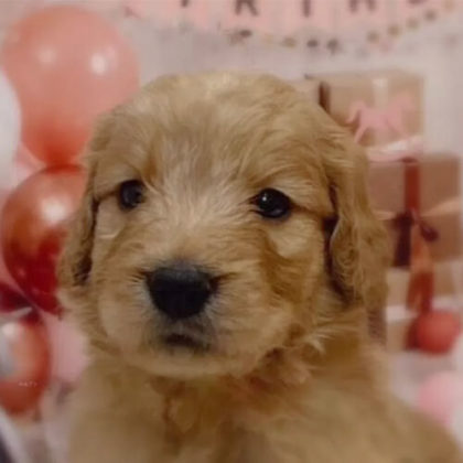 ゴールデンドゥードル(プードル×ゴールデンレトリバー)