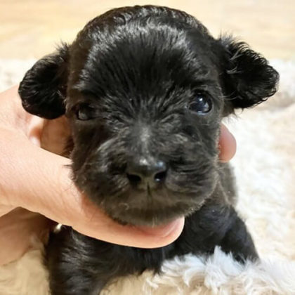 チワプー (チワワ×プードル)