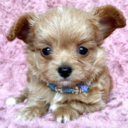 チワプー (チワワ×プードル)