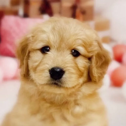 ゴールデンドゥードル(プードル×ゴールデンレトリバー)