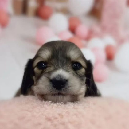 ミニチュアダックスフンド(ロング)