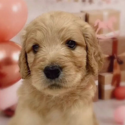 ゴールデンドゥードル(プードル×ゴールデンレトリバー)