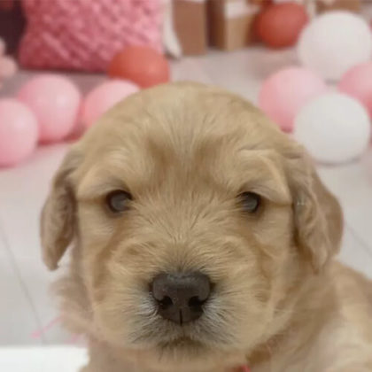 ゴールデンドゥードル(プードル×ゴールデンレトリバー)