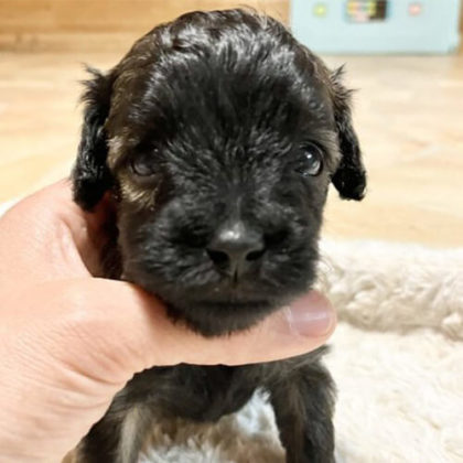 チワプー (チワワ×プードル)