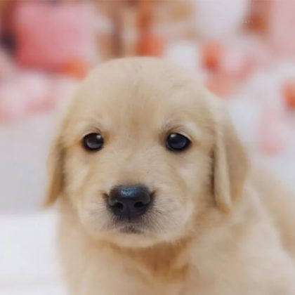 ゴールデンレトリバー