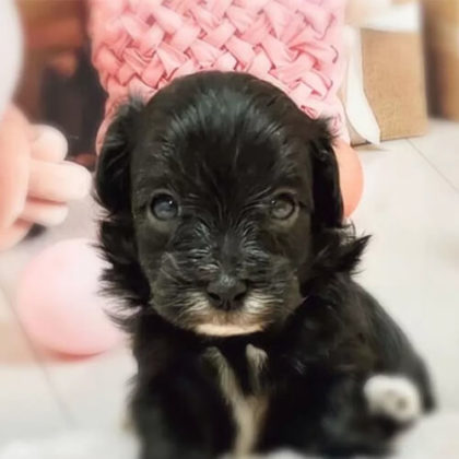 マルプー(マルチーズ×トイプードル)