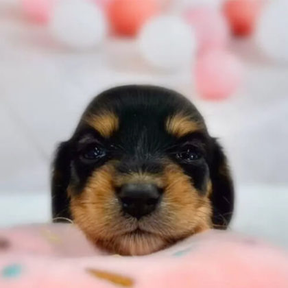 ミニチュアダックスフンド(ロング)