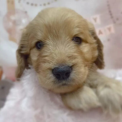 ゴールデンドゥードル(プードル×ゴールデンレトリバー)