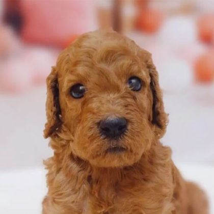 スタンダードプードル