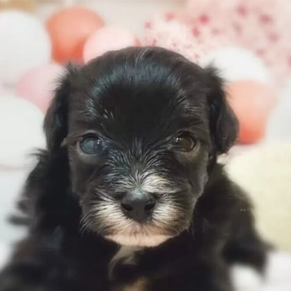 マルプー(マルチーズ×トイプードル)