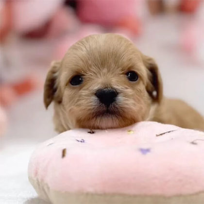 チワプー(チワワ×トイプードル)