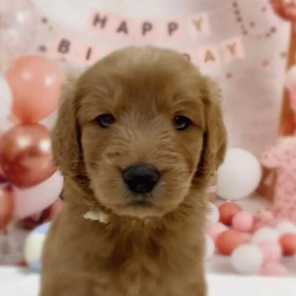 ゴールデンドゥードル(プードル×ゴールデンレトリバー)