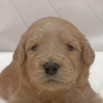 ゴールデンドゥードル(プードル×ゴールデンレトリバー)