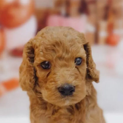 スタンダードプードル