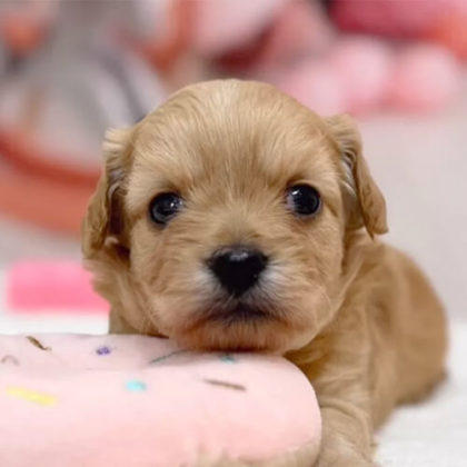 チワプー(チワワ×トイプードル)