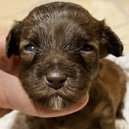 チワプー (チワワ×プードル)