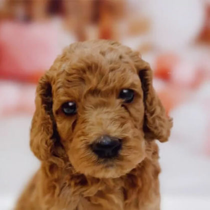 スタンダードプードル