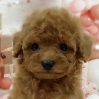 トイプードル(トイ)