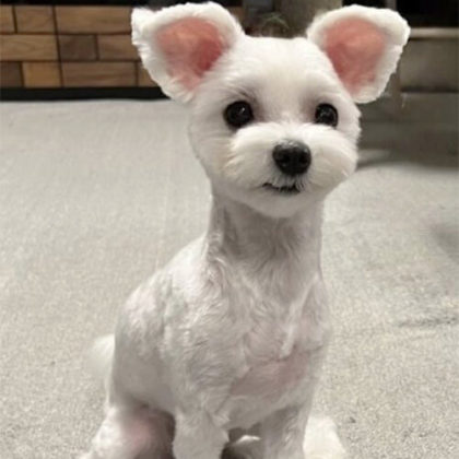 レニ マルチーズ