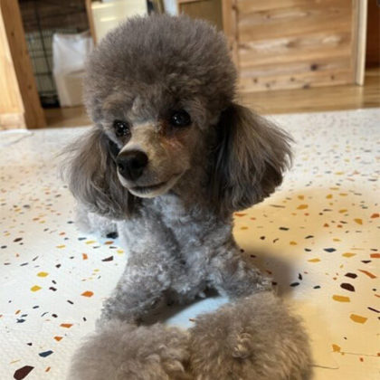 リザ トイプードル