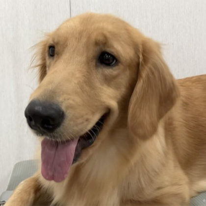 ピノ ゴールデンレトリバー