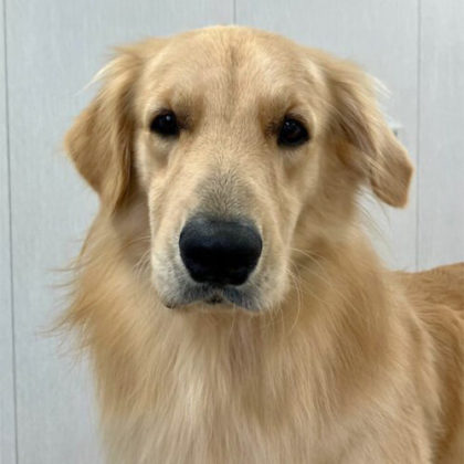 ルーク ゴールデンレトリバー