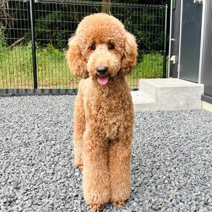 エアル スタンダードプードル