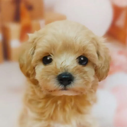 マルプー(マルチーズ×トイプードル)