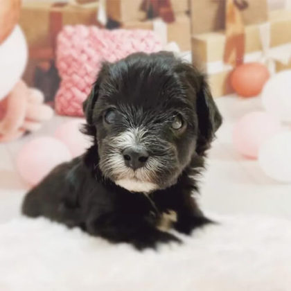 マルプー(マルチーズ×トイプードル)