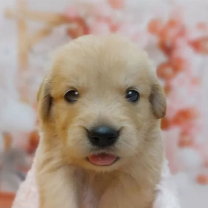 ゴールデンレトリバー