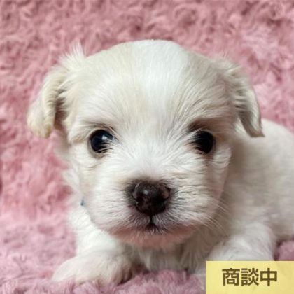 チワマル (チワワ×マルチーズ)