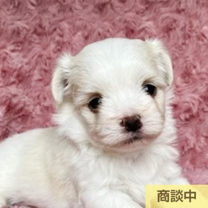 チワマル (チワワ×マルチーズ)