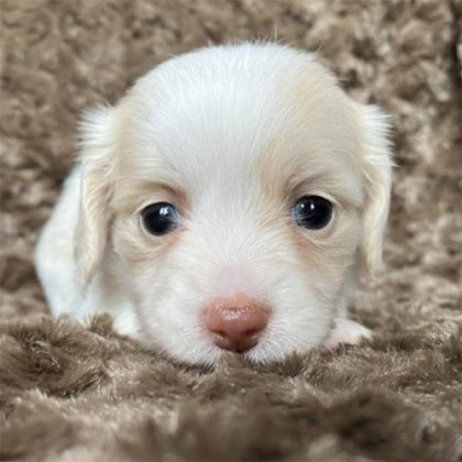 チワックス (チワワ×ダックス)