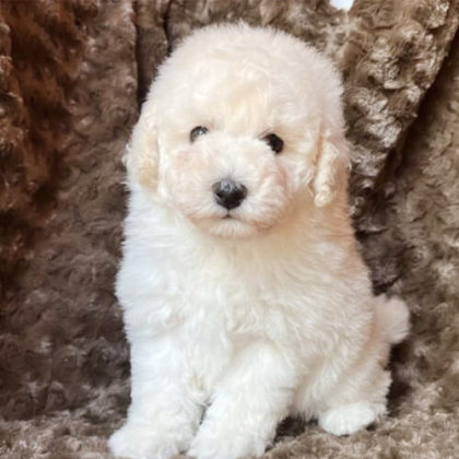 トイプードル(トイ)