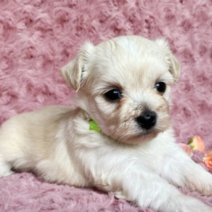 チワマル (チワワ×マルチーズ)