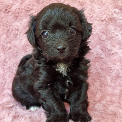 チワプー (チワワ×プードル)