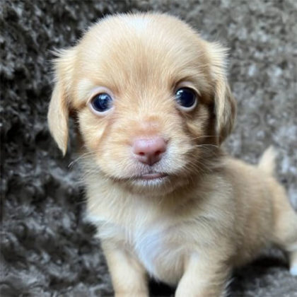 チワックス (チワワ×ダックス)